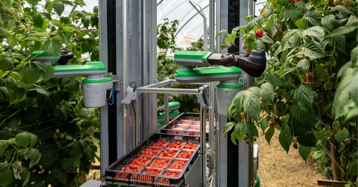Autonomous Raspberry Harvesting Robot