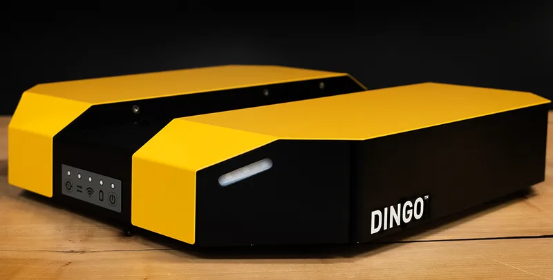 Dingo